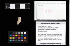Foto (Objekt + Etikett) von Goniodromites bidentatus (Reuss, 1858)  (NHMW-GEO-2014-0194-0186)